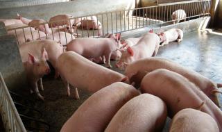 今日猪价2021.6.29