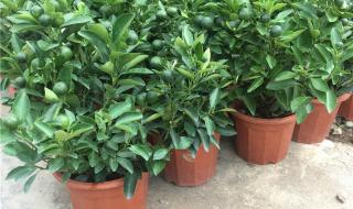 清香的橘子动漫 清香的橘子动漫